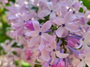 丁香花免费高清完整在线观看-如何免费高清完整在线观看丁香花