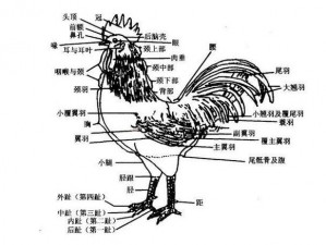 芝柏吃鸡 10 个部位图片——整鸡分解图，详细部位介绍