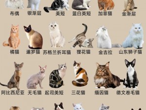 《探索新奇猫种：浣熊尾独特猫之魅力》