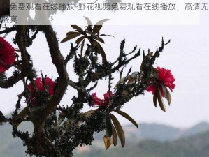 野花视频免费观看在线播放-野花视频免费观看在线播放，高清无码，尽享视觉盛宴