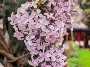 丁香花完整视频在线观看_如何在线观看丁香花完整视频？