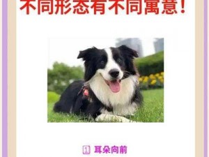 小狗右耳的灵动与独特魅力：自然界中最具生命力的神奇之状