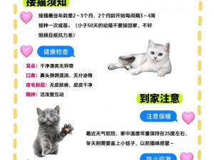 小森生活中的猫咪安家指南：详细解读领养小猫的步骤与注意事项