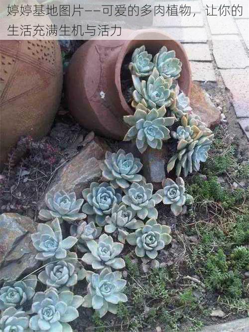 婷婷基地图片——可爱的多肉植物，让你的生活充满生机与活力