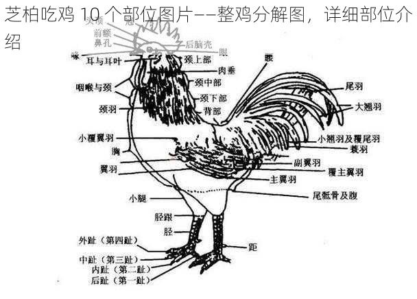 芝柏吃鸡 10 个部位图片——整鸡分解图，详细部位介绍