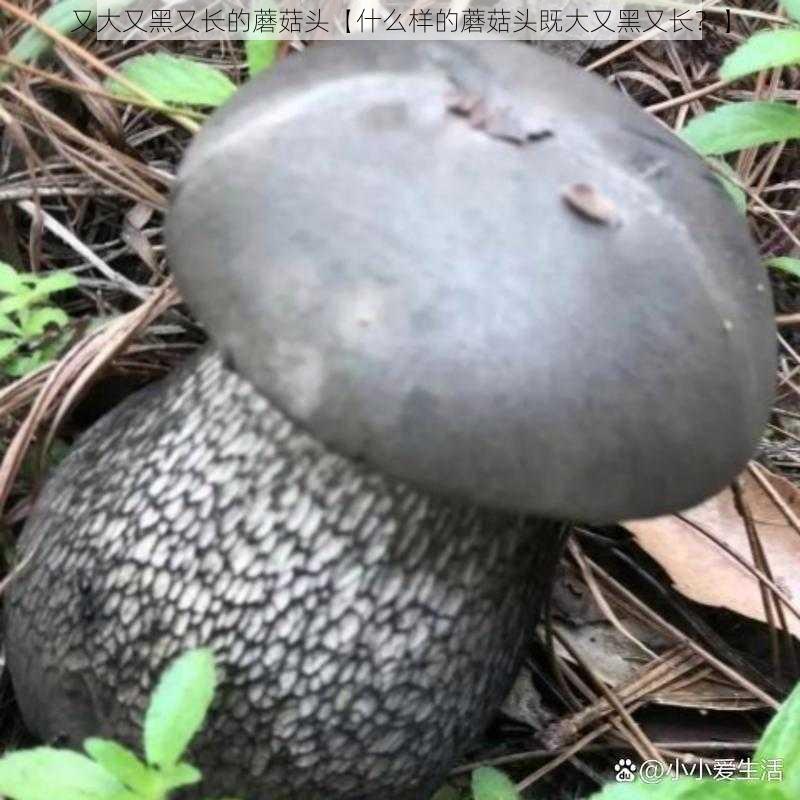 又大又黑又长的蘑菇头【什么样的蘑菇头既大又黑又长？】