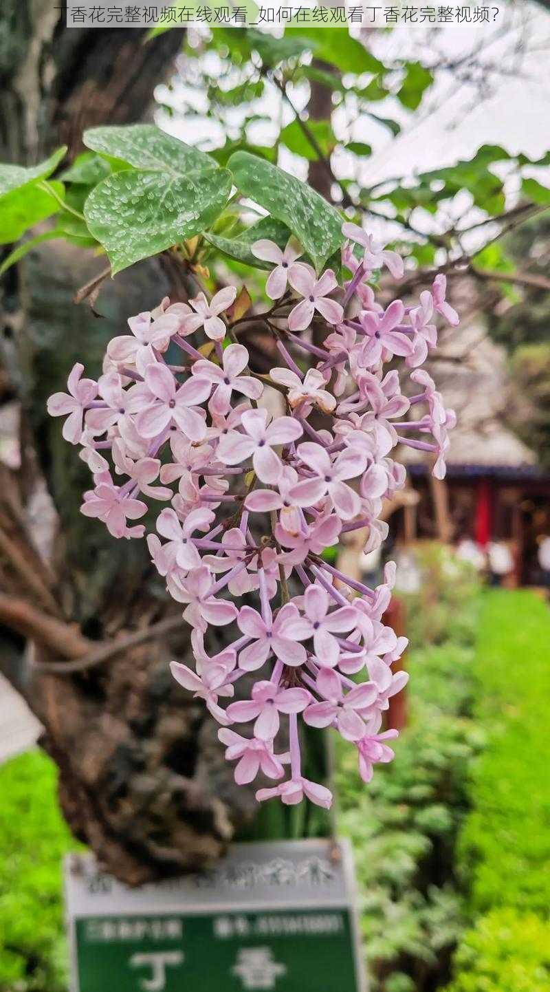 丁香花完整视频在线观看_如何在线观看丁香花完整视频？