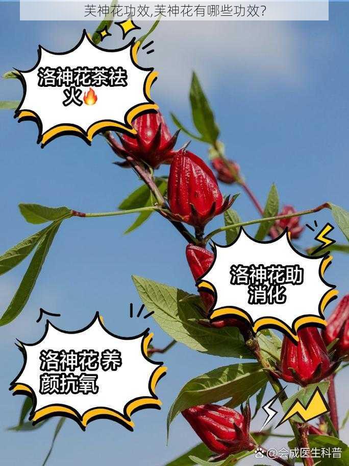 芙神花功效,芙神花有哪些功效？