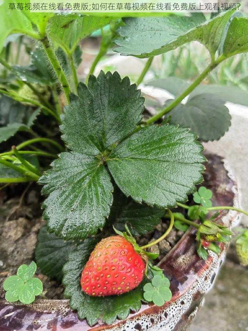 草莓视频在线看免费版;如何在草莓视频在线看免费版上观看视频？