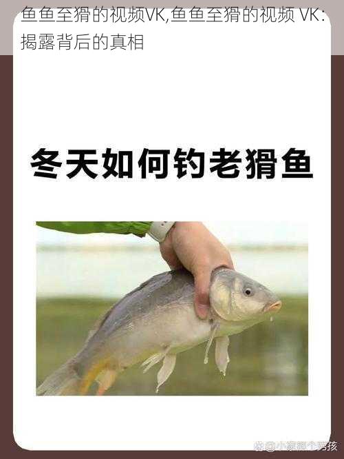 鱼鱼至猾的视频VK,鱼鱼至猾的视频 VK：揭露背后的真相