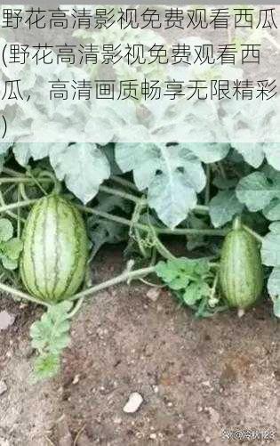 野花高清影视免费观看西瓜(野花高清影视免费观看西瓜，高清画质畅享无限精彩)