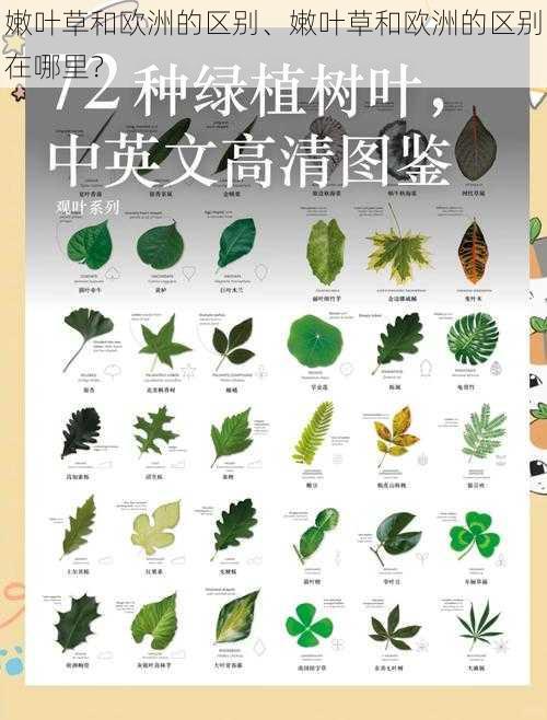 嫩叶草和欧洲的区别、嫩叶草和欧洲的区别在哪里？