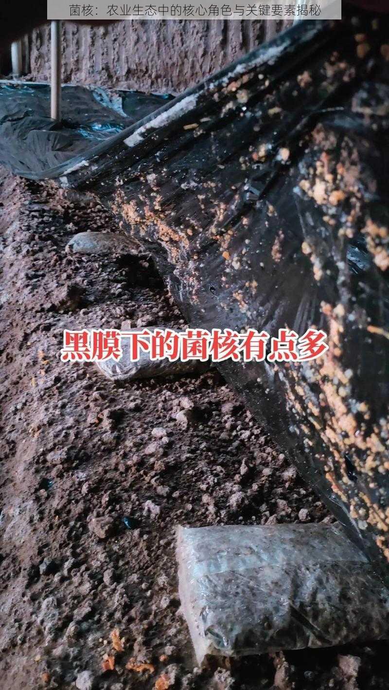 菌核：农业生态中的核心角色与关键要素揭秘